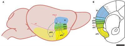 Cortical Hub for Flavor Sensation in Rodents